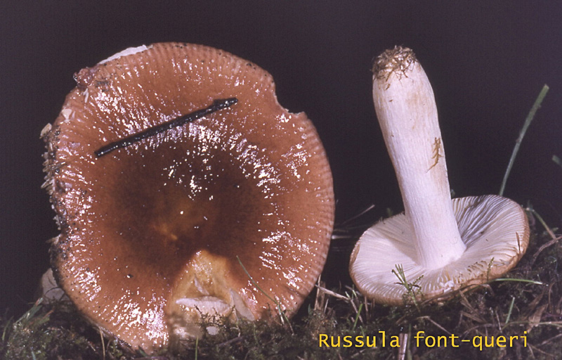 Russula font-queri-amf1667.jpg - Russula font-queri ; Syn: Russula impolita ; Nom français: Russule saumonée des bouleaux